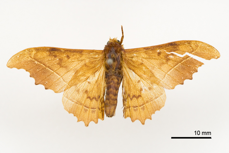 Oberthueria formosibia Male